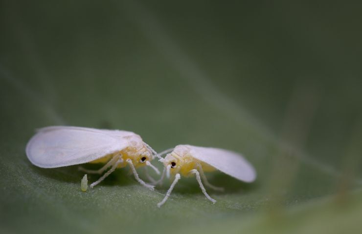 cosa è mosca bianca