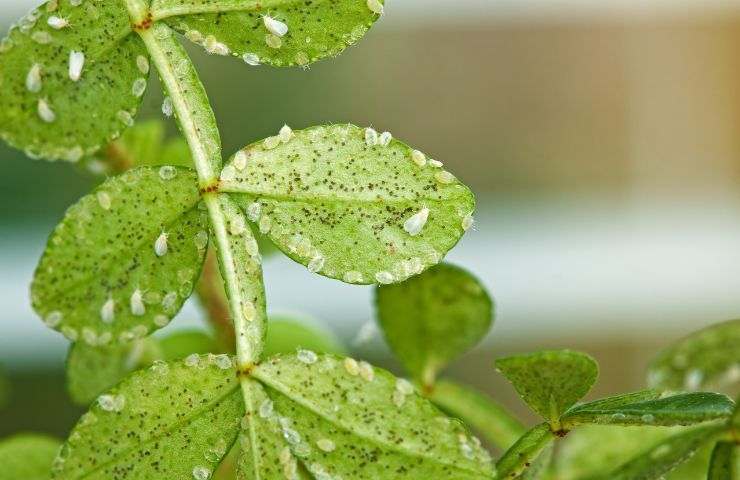 come eliminare la mosca bianca