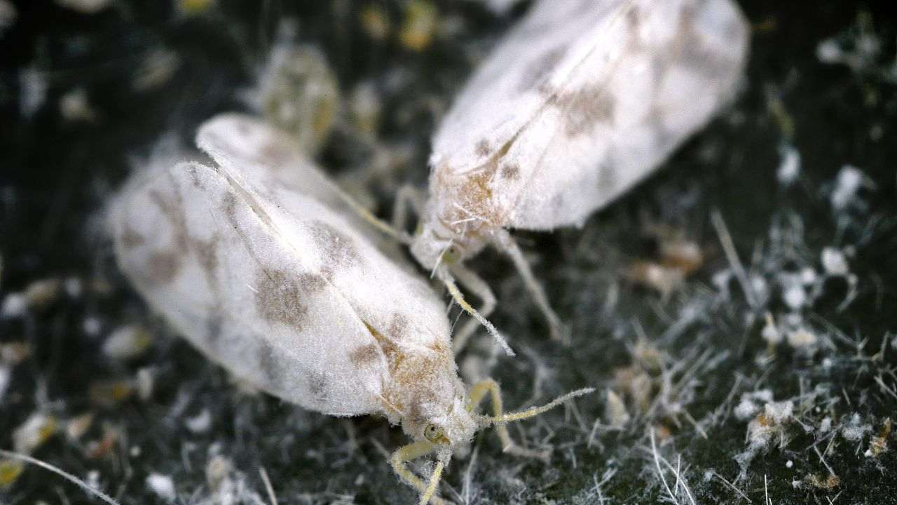 mosca bianca piante