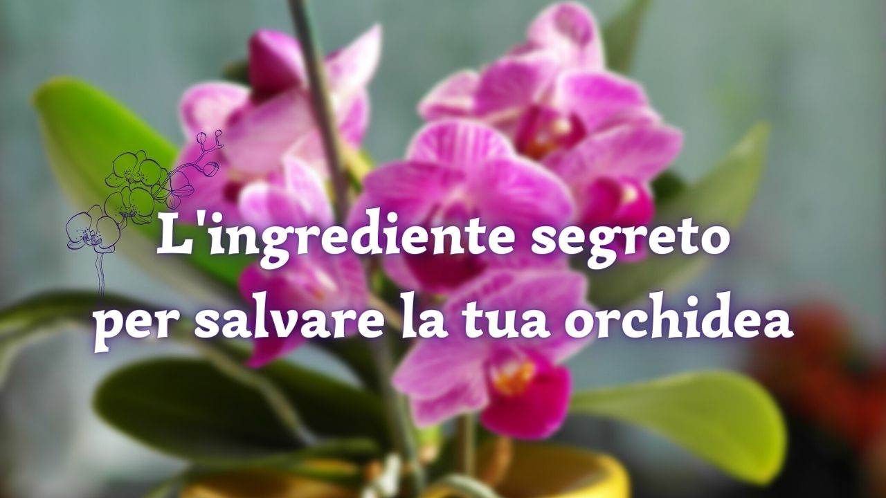 orchidea sta morendo