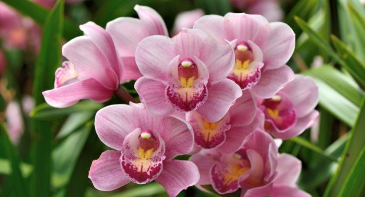 Trucco moltiplicare orchidea