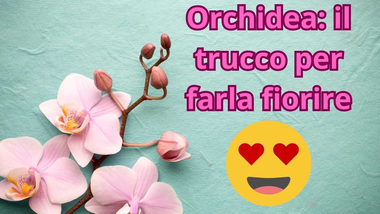 orchidea non fiorisce