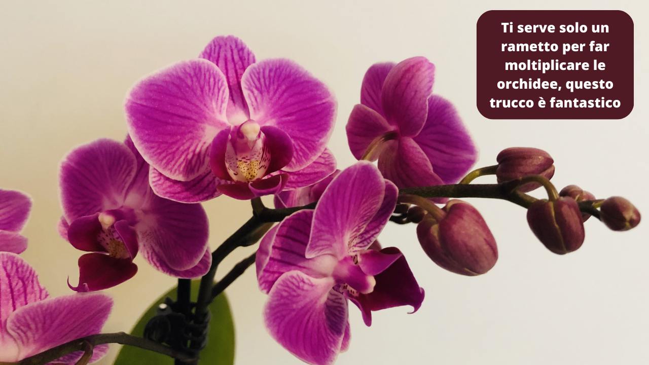 Moltiplicare orchidee rametto trucco