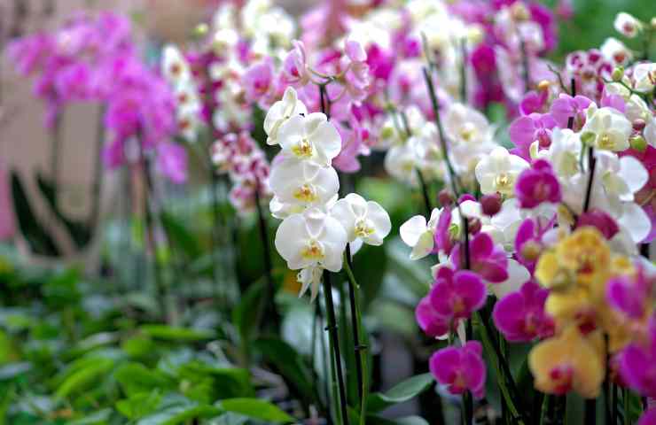 Moltiplicare orchidee