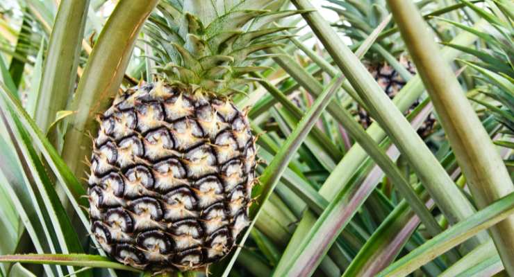Come ottenere pianta di ananas