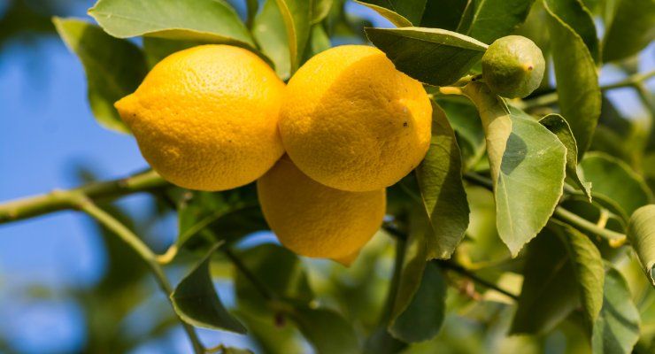 Come curare pianta limone