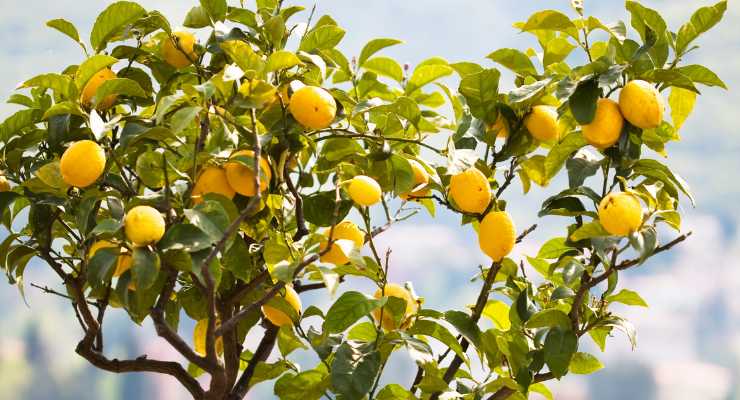 Curare pianta limone