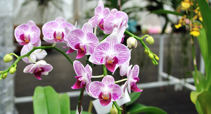 Moltiplicare orchidea trucco