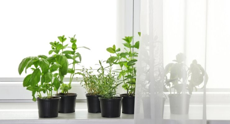 Davanzale finestra non mettere piante