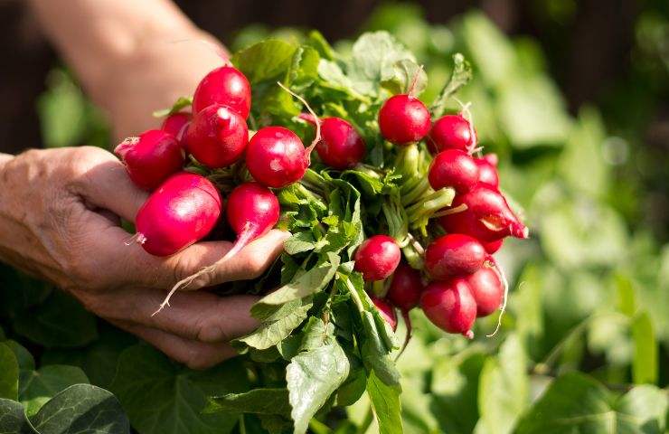 consumo verdura primavera