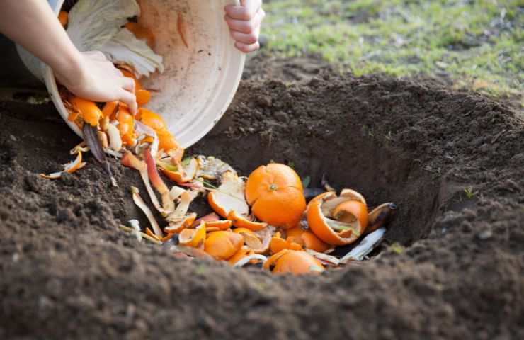 rifiuti organici per compost