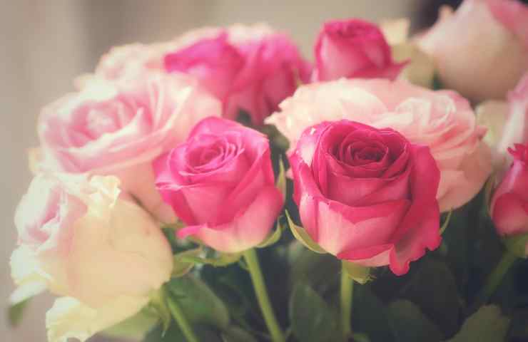 Parassiti rose
