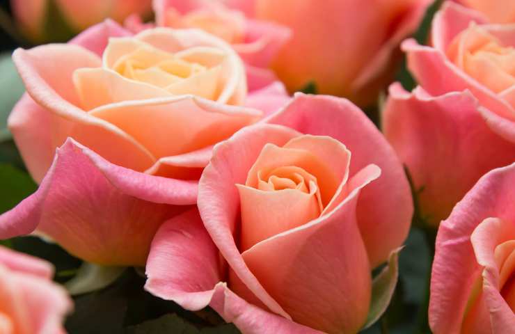 Antiparassiti per rose