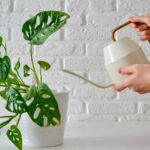 piante costose irrigate