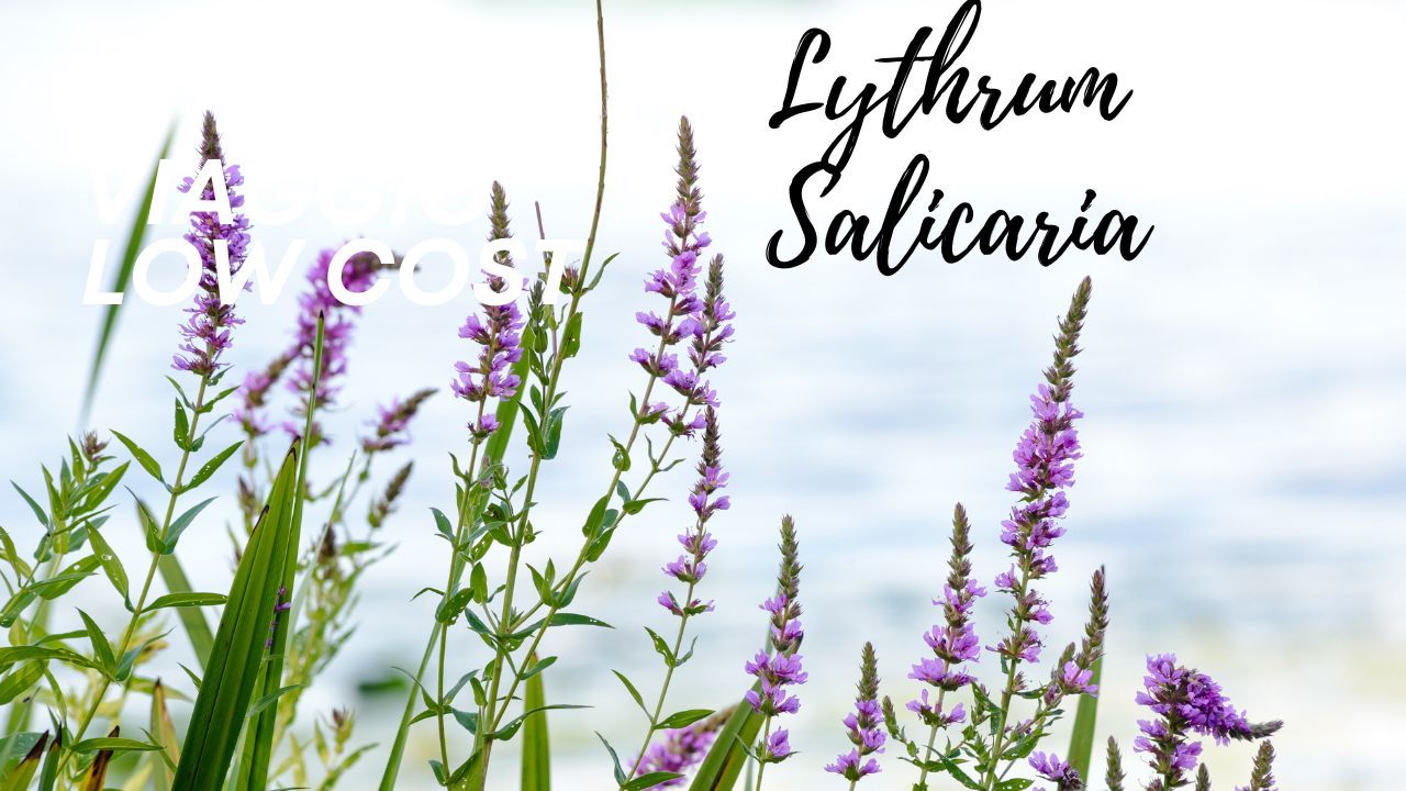 Lythrum Salicaria
