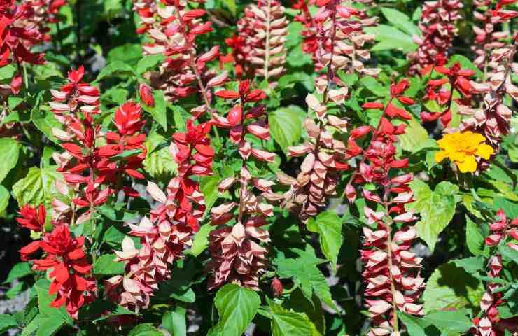 cure pianta salvia splendente