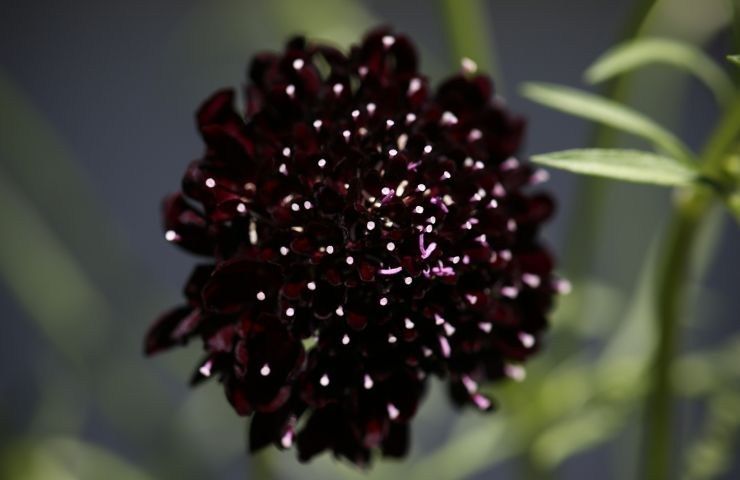 fiori colore nero