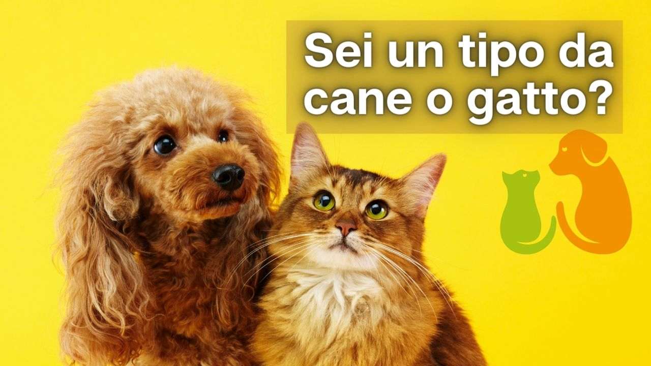 cane o gatto