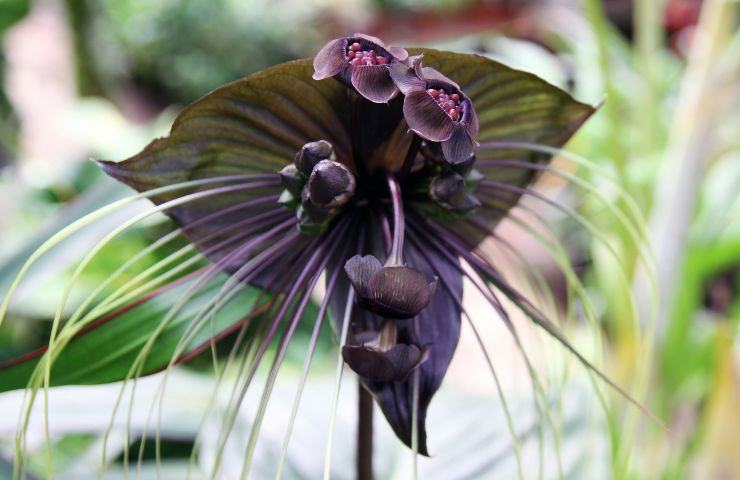 beautiful black flowers home