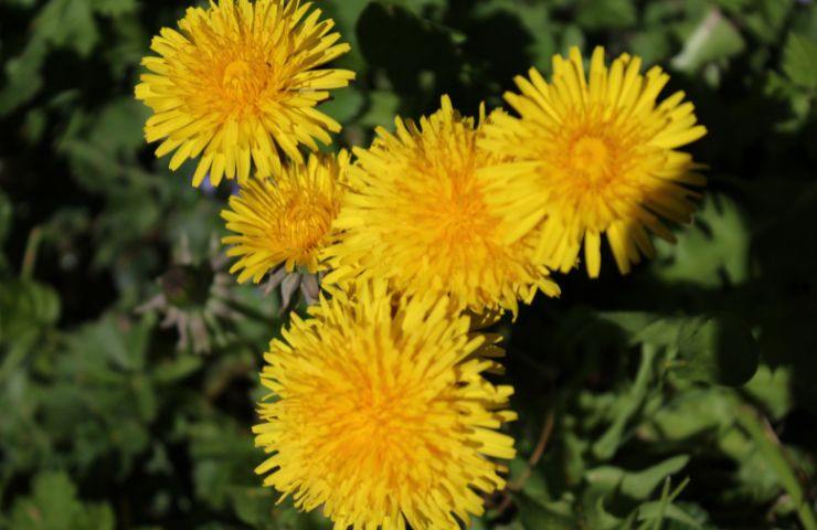 coltivazione fiori varietà gialla