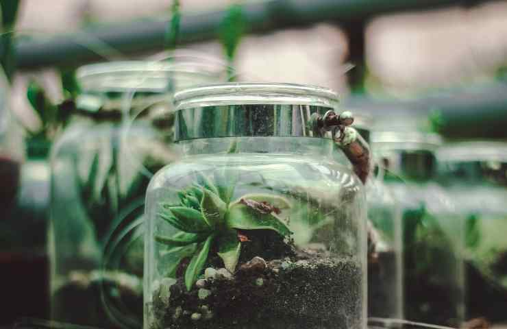 Creare terrarium