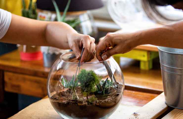 Creare un terrarium