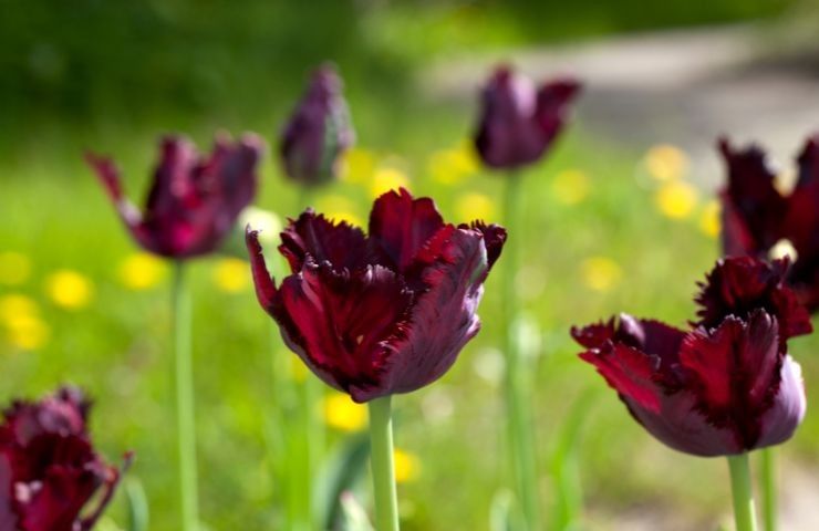 fiori neri coltivazione