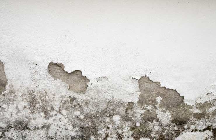 Un muro invaso da muffa ed umidità