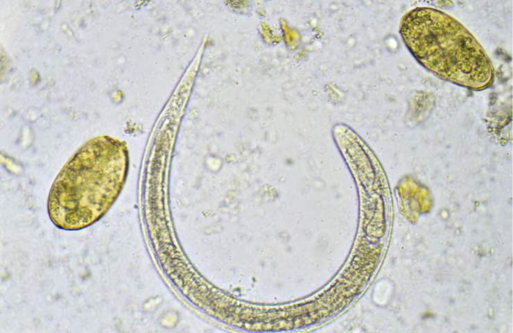 Un parassita osservato al microscopio
