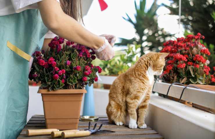 Una donna che cura delle piante sul balcone