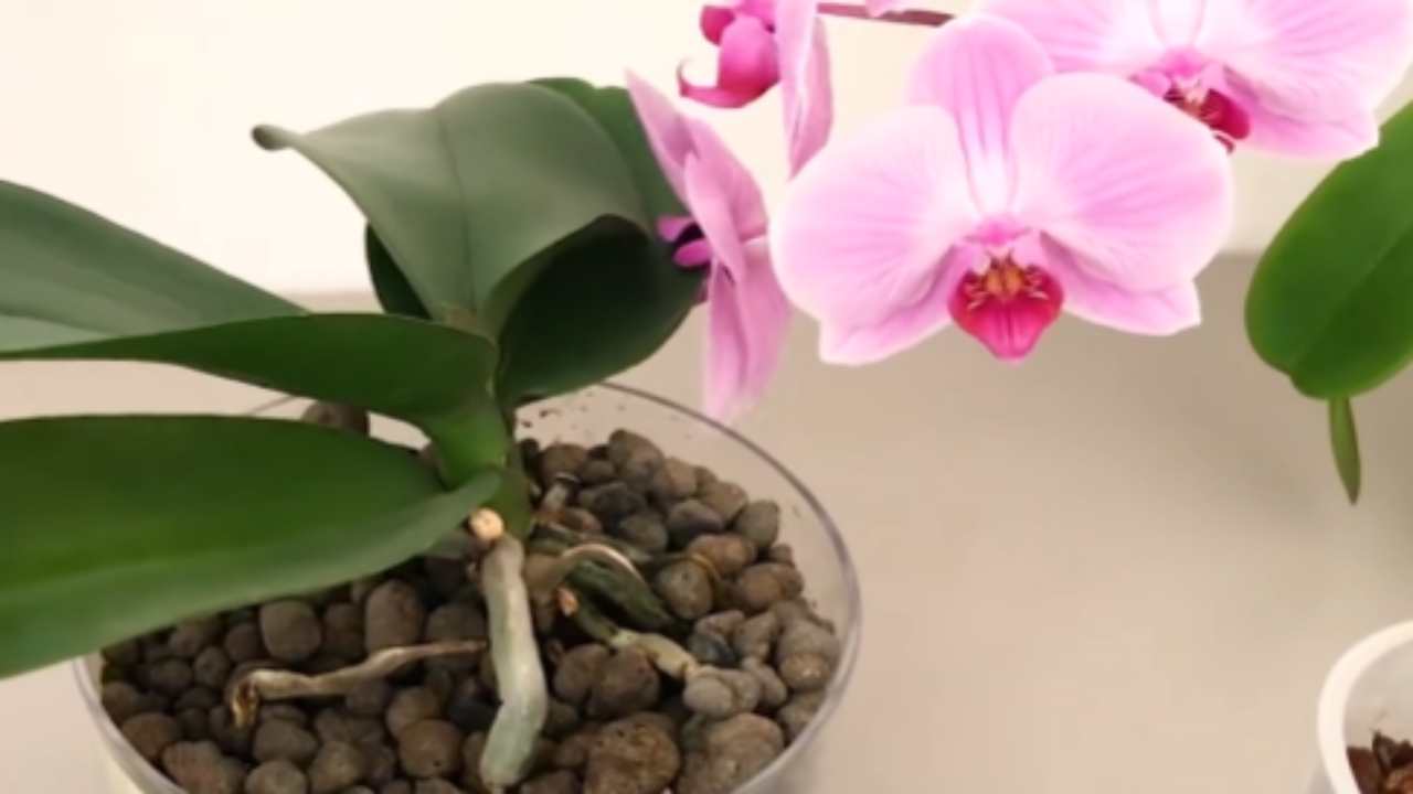 l'orchidea ha le radici secche cosa fare metodi trucchi consigli rimedi