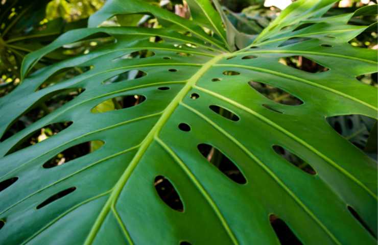 Una pianta del genere Monstera in dettaglio