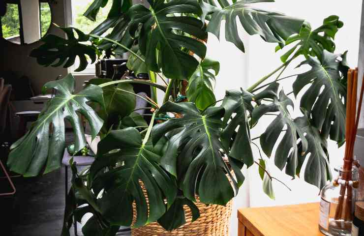 Una pianta del genere Monstera