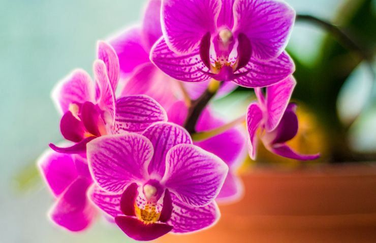 orchidea in fiore