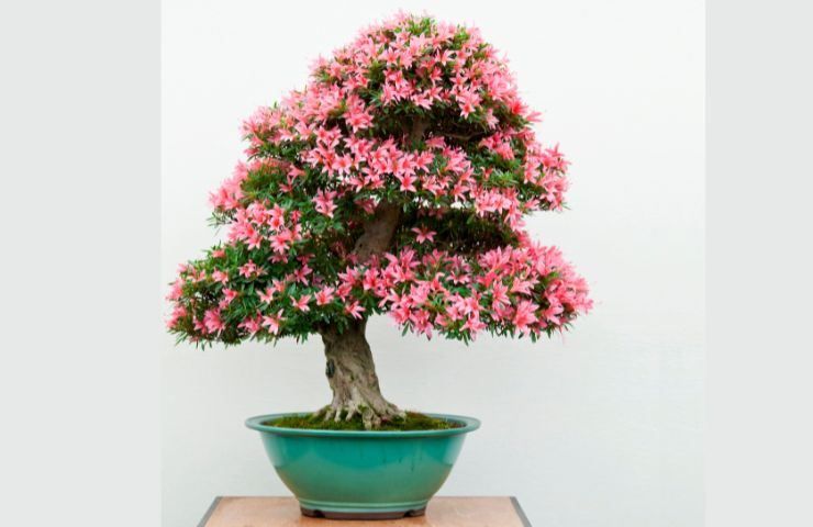 bonsai ciliegio 