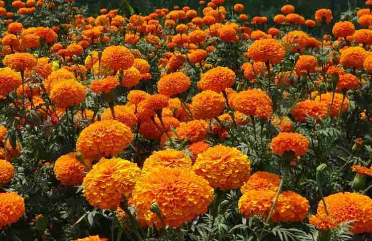 calendula coltivare in casa