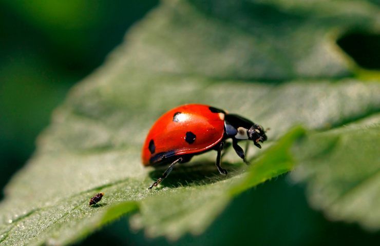 colorante insetti in che cibo