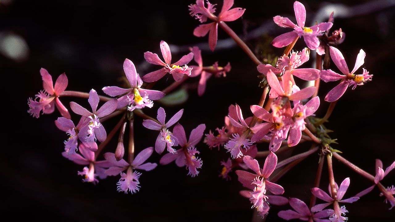 epidendrum coltivazione