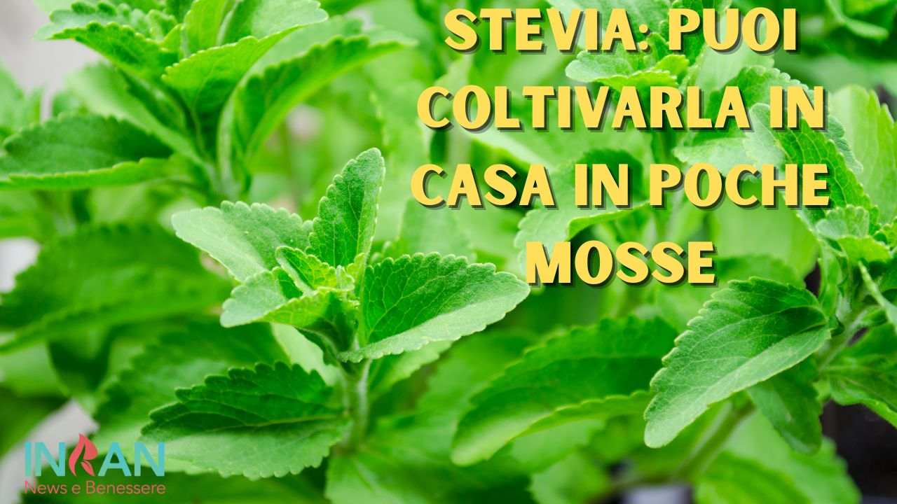 stevia come coltivarla
