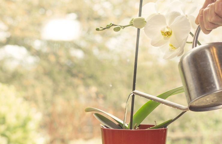 fertilizzante naturale orchidea