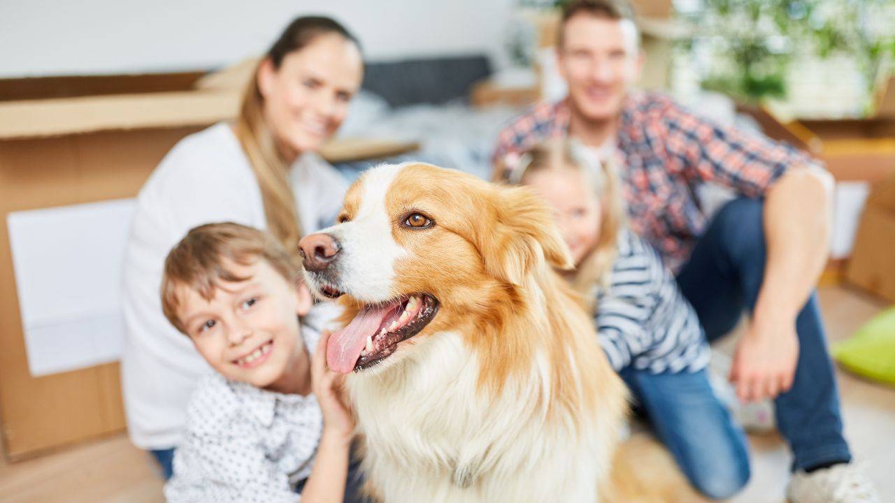 cane casa benefici