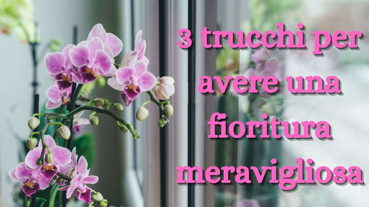 trucco fioritura orchidee