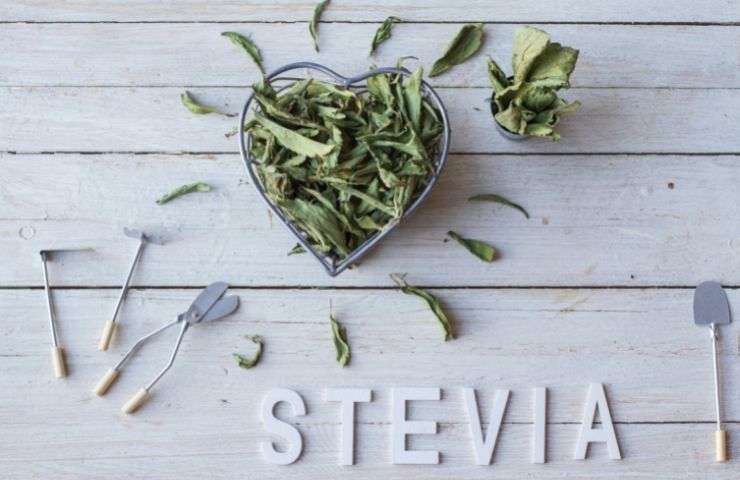 stevia coltivazione