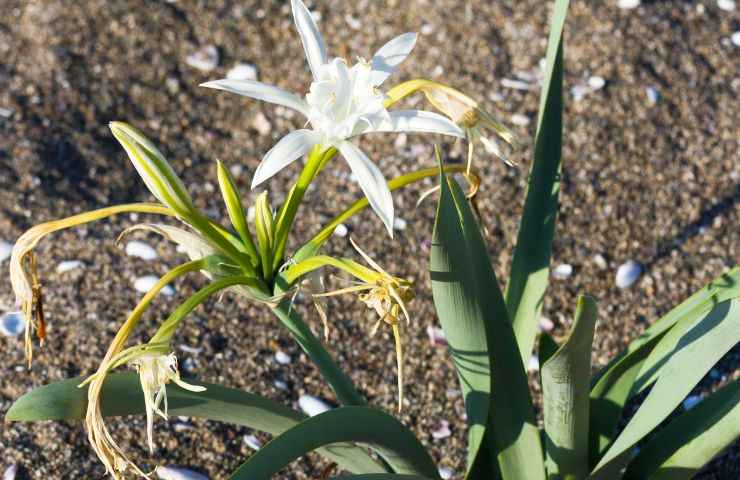 foglie narciso problemi