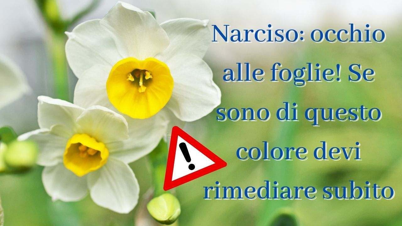 foglie narciso