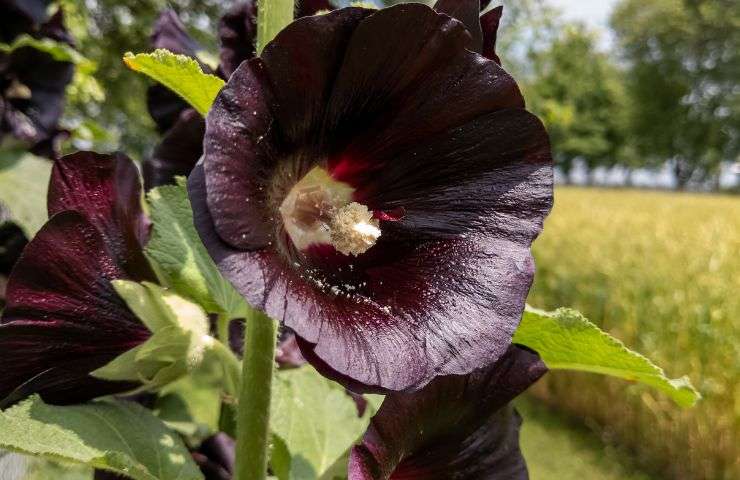 piantare fiori neri casa