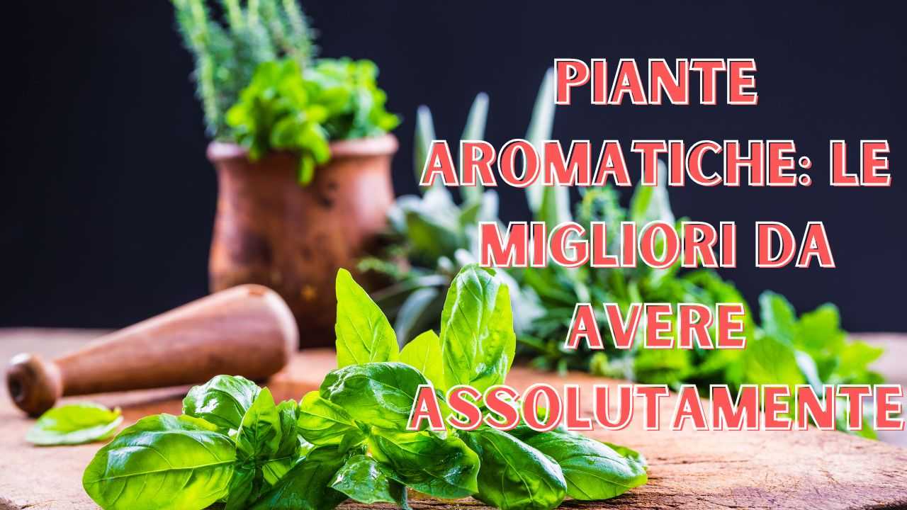 piante aromatiche migliori