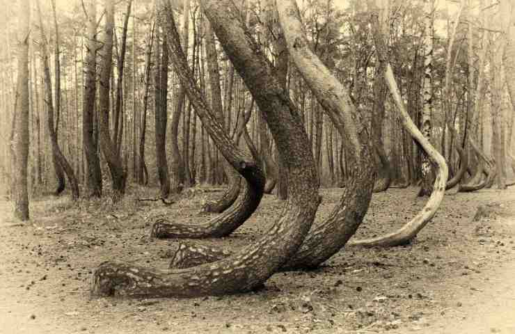 alberi curvi mistero