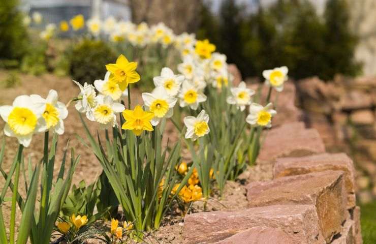 narciso coltivazione