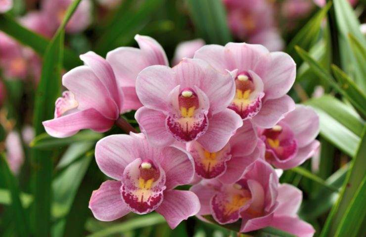 fioritura orchidea